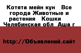 Котята мейн кун - Все города Животные и растения » Кошки   . Челябинская обл.,Аша г.